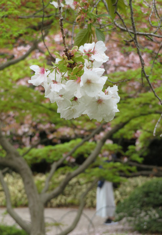 優しく揺れる大輪の桜 タイハク : 新宿御苑 | 一般財団法人国民公園協会